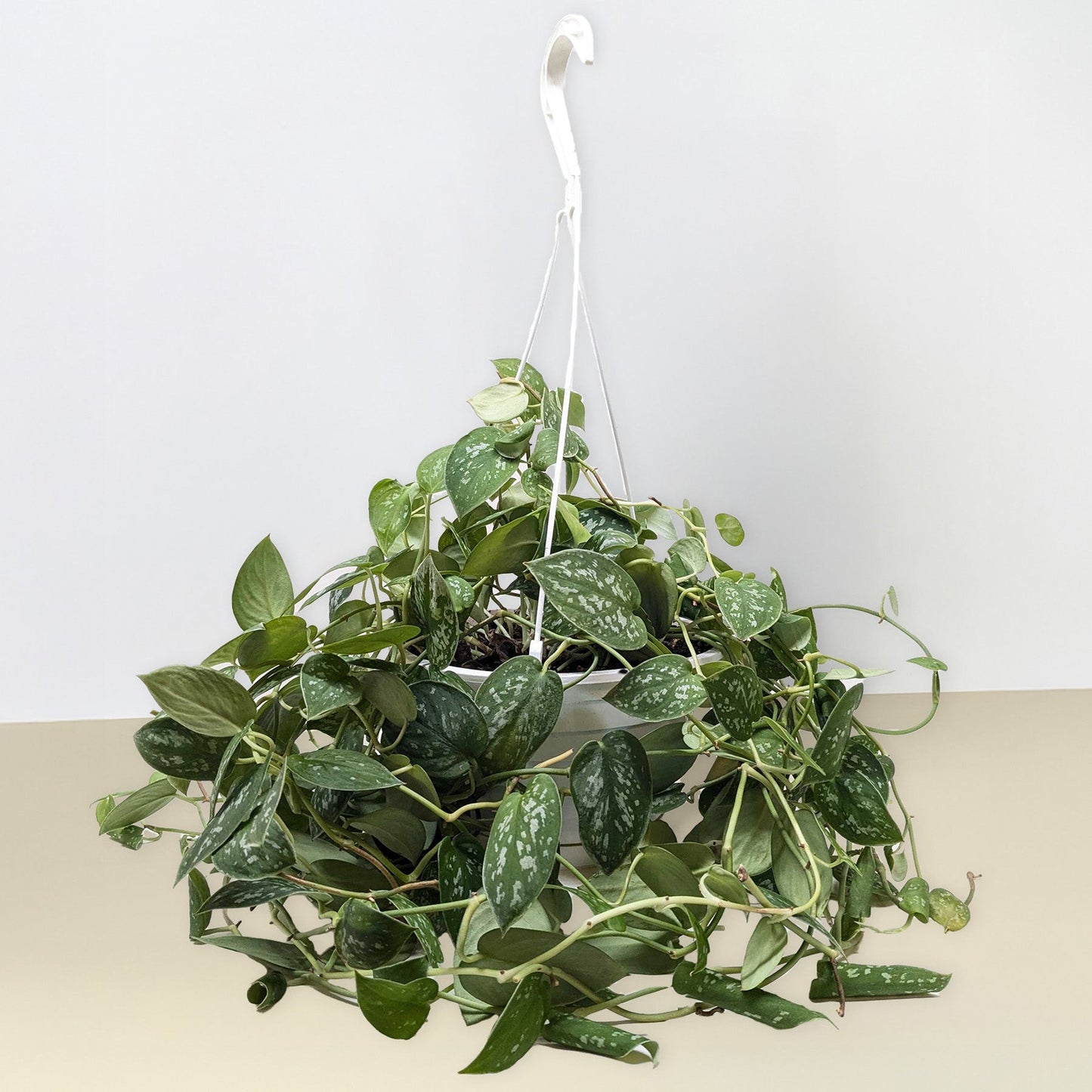 Pothos ‘Satin’ – Rare Variegated Trailing Indoor Plant