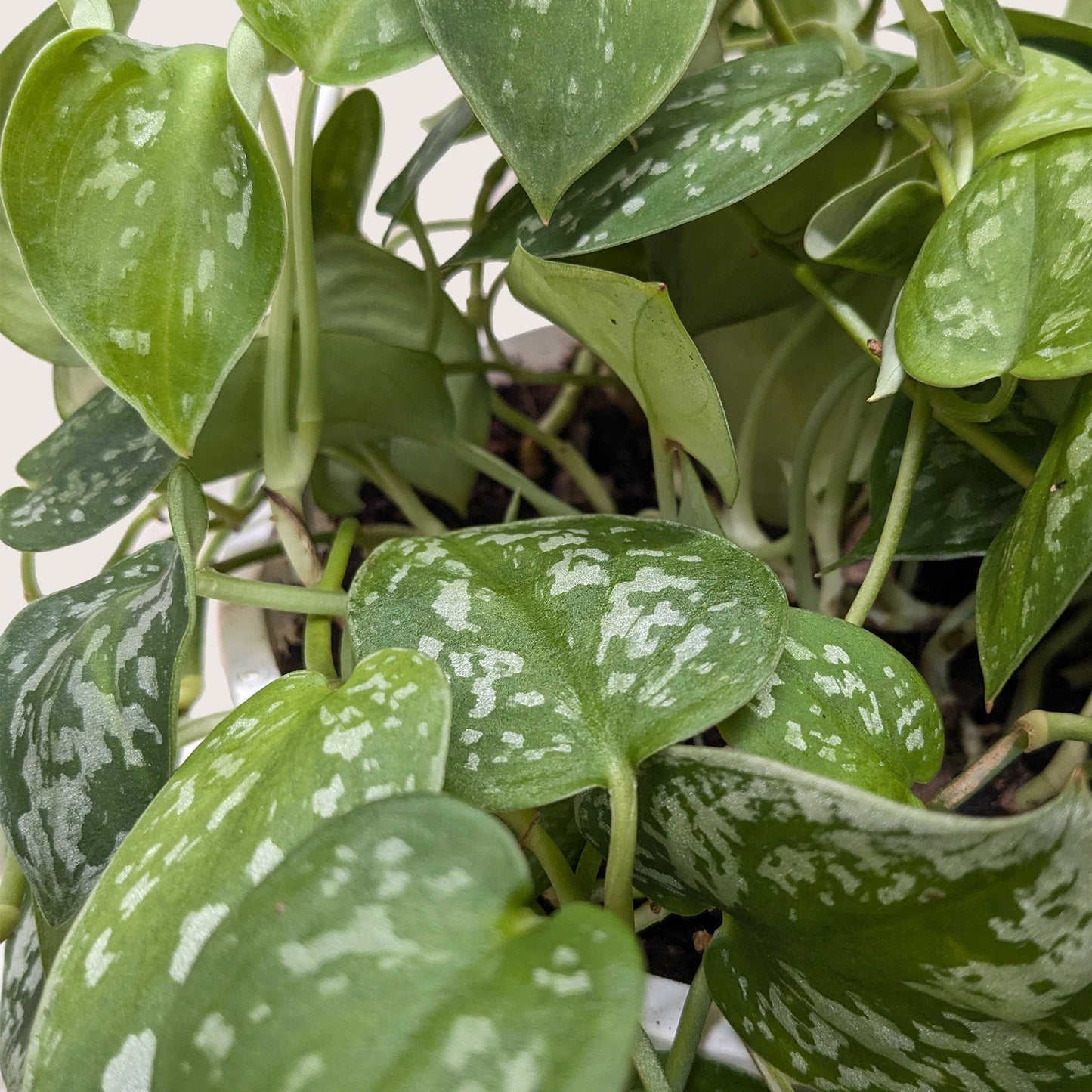 Pothos ‘Satin’ – Rare Variegated Trailing Indoor Plant