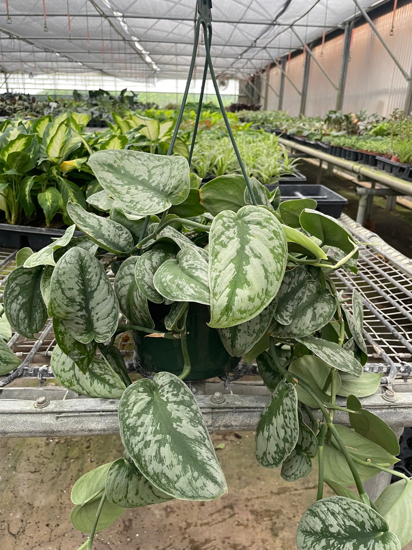 Scindapsus Pictus ‘Exotica’ – Silver Variegated Trailing Houseplant