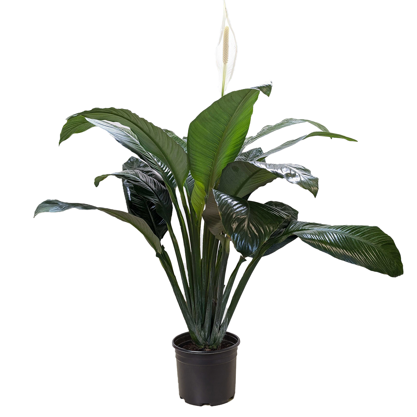 Peace Lily (Spathiphyllum) – Air-Purifying Flowering Indoor Plant