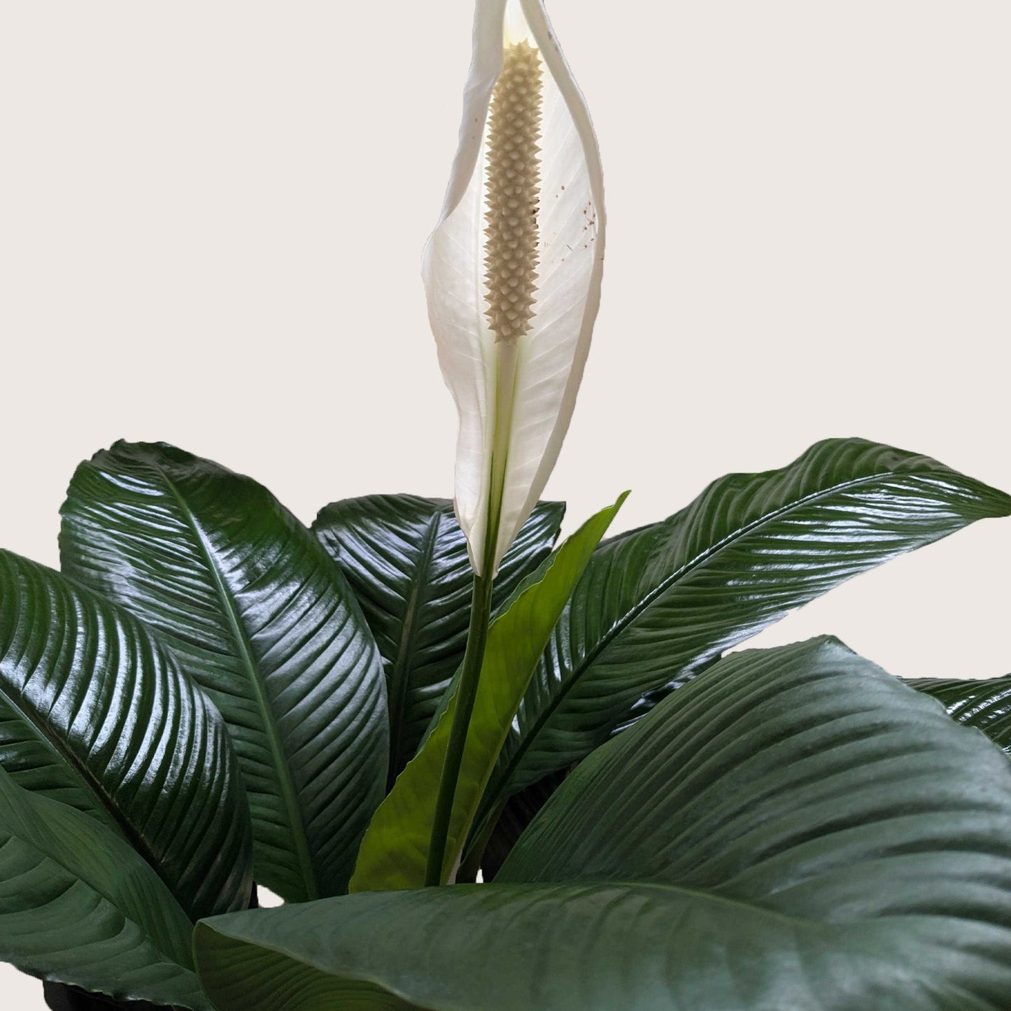 Peace Lily (Spathiphyllum) – Air-Purifying Flowering Indoor Plant