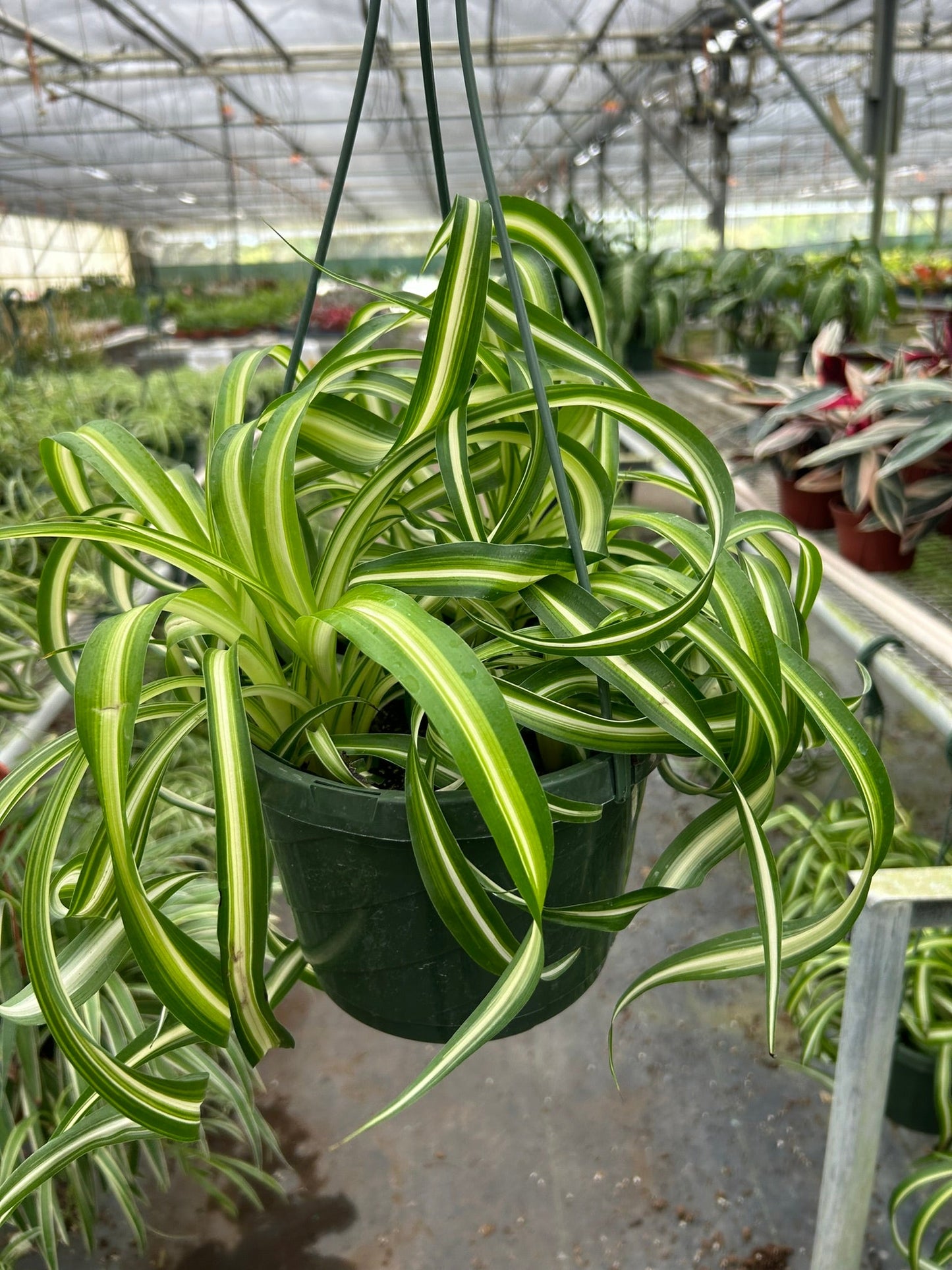 Spider Plant ‘Bonnie’ – Curly Variegated Air-Purifying Houseplant
