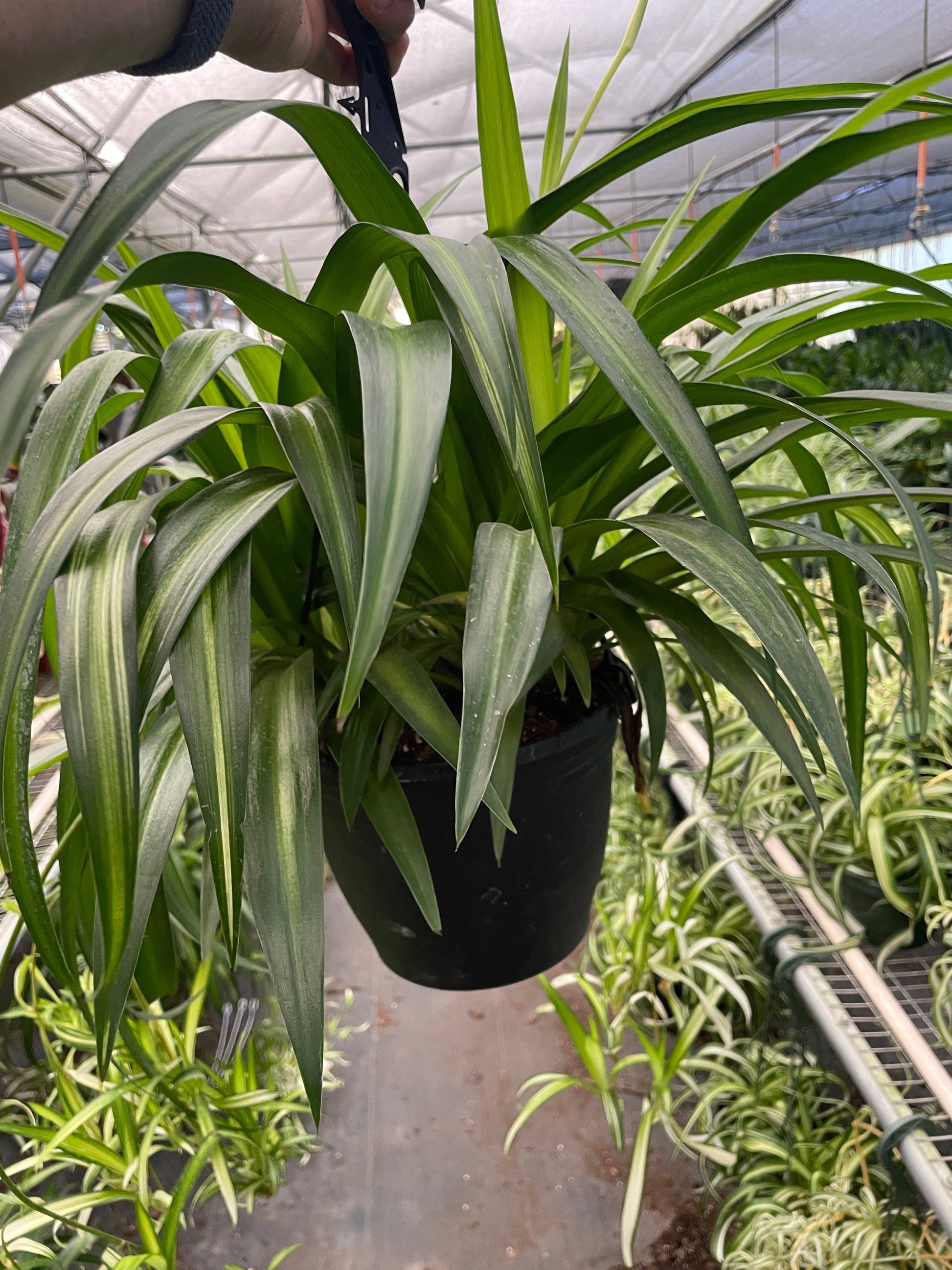 temperature range for spider plants Spider Plant 'Hawaiian' – Compact Variegated Air-Purifying Houseplant