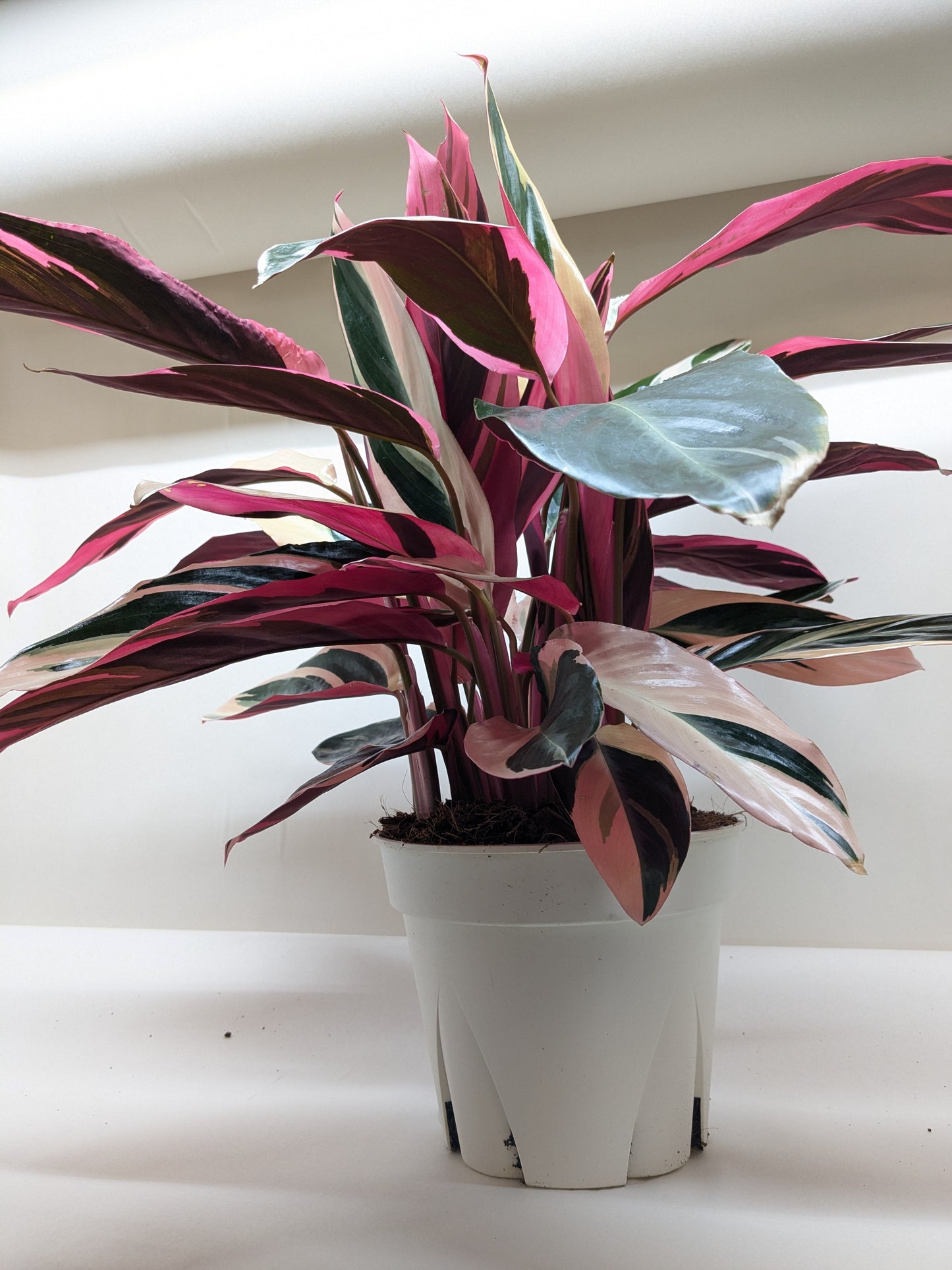 Stromanthe Triostar – Colorful Tropical Decorative Indoor Plant