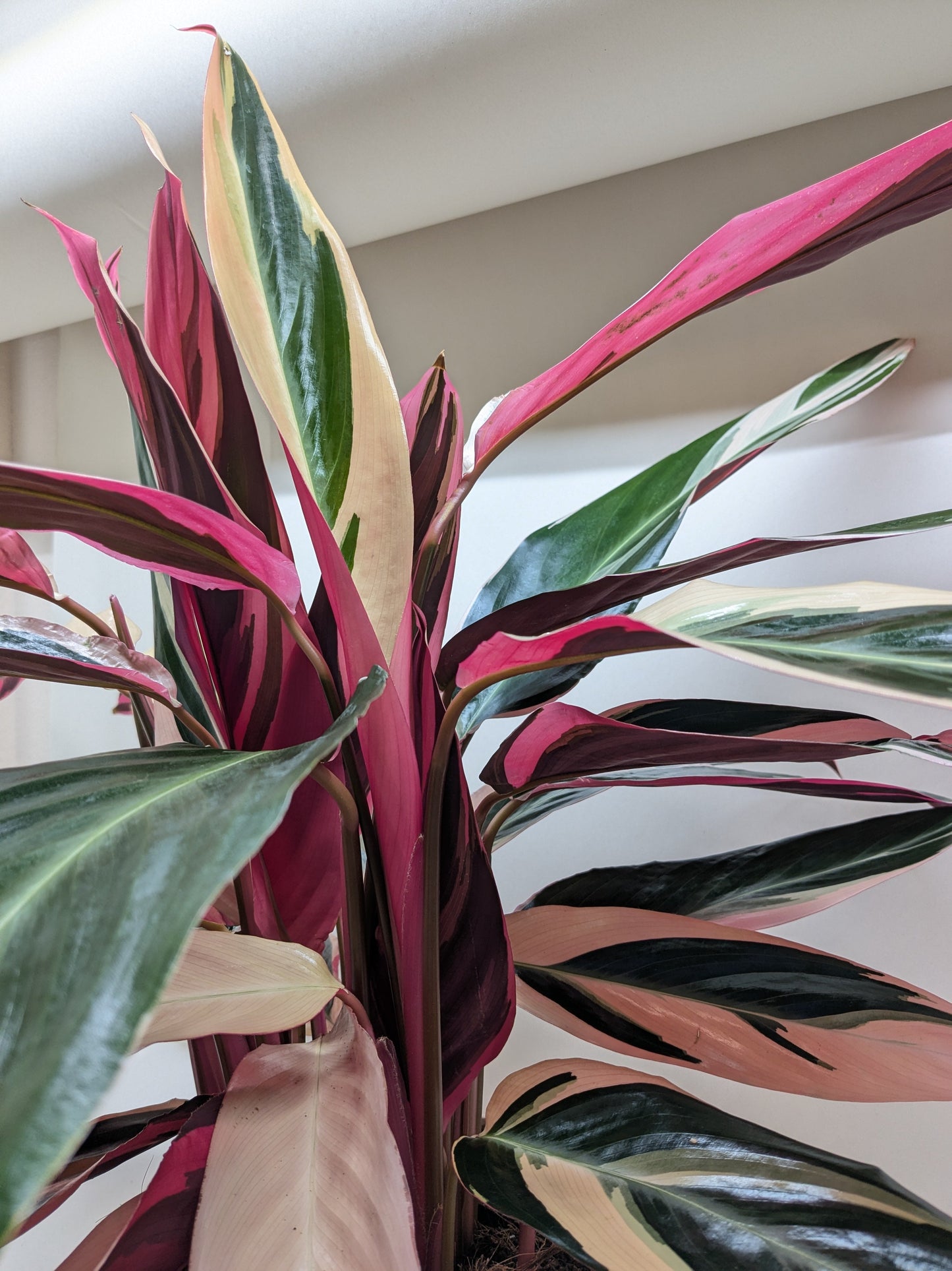 Stromanthe Triostar – Colorful Tropical Decorative Indoor Plant