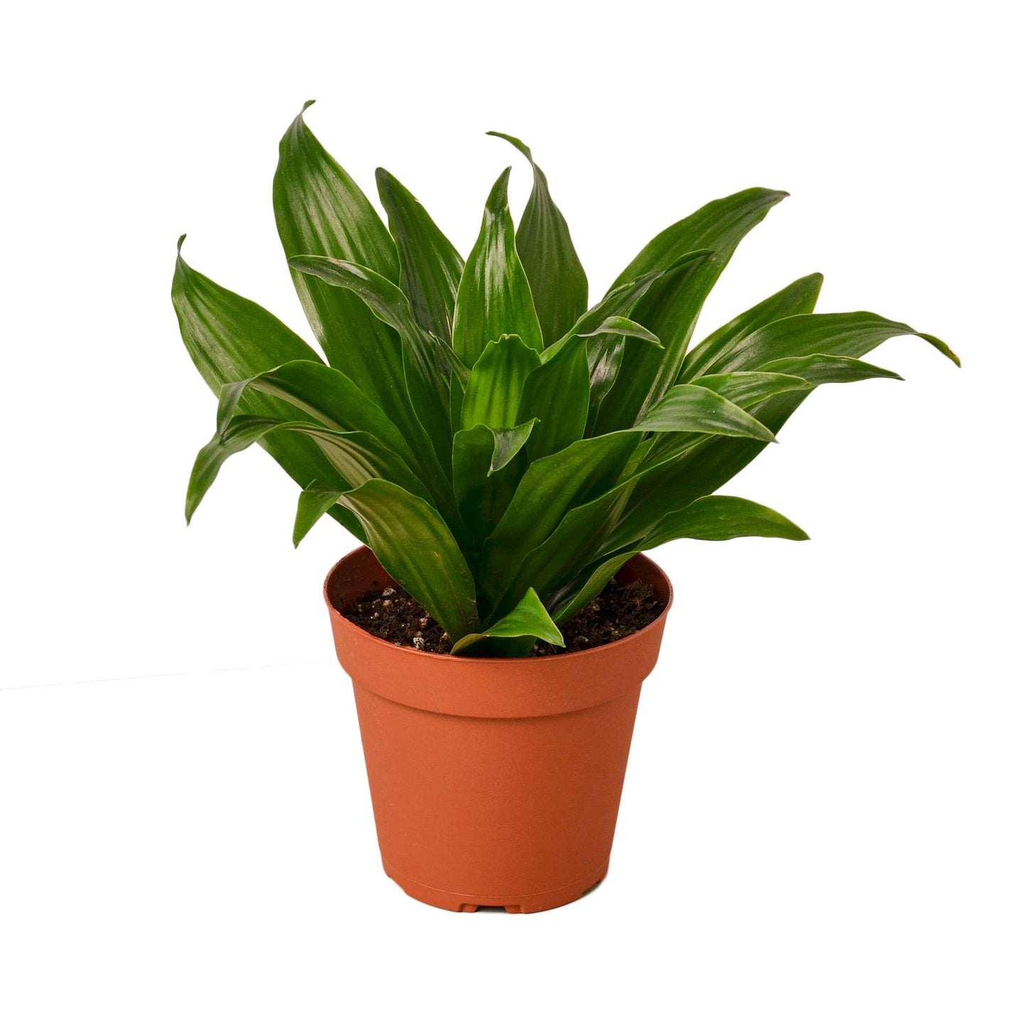 Dracena 'Janet Craig' 