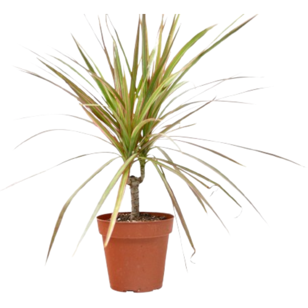 Dracaena ‘Red Margined’ – Hardy Low-Light Indoor Houseplant