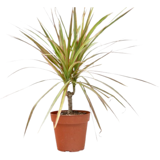 Dracaena ‘Red Margined’ – Hardy Low-Light Indoor Houseplant