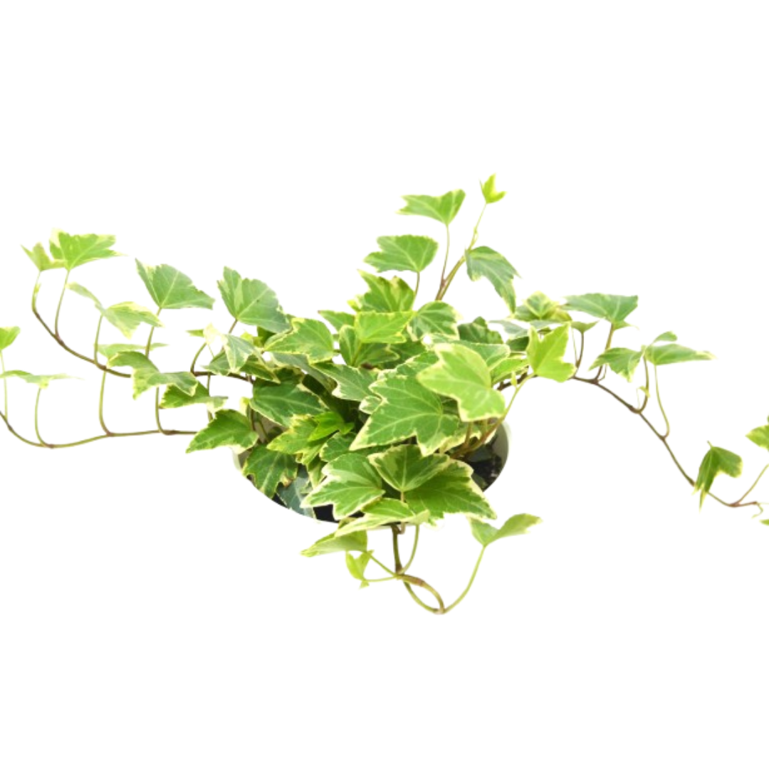 إنجليش آيفي 'إيفا' - وعاء 4 بوصة