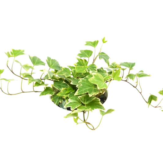 Hiedra inglesa 'Eva' - Maceta de 4"