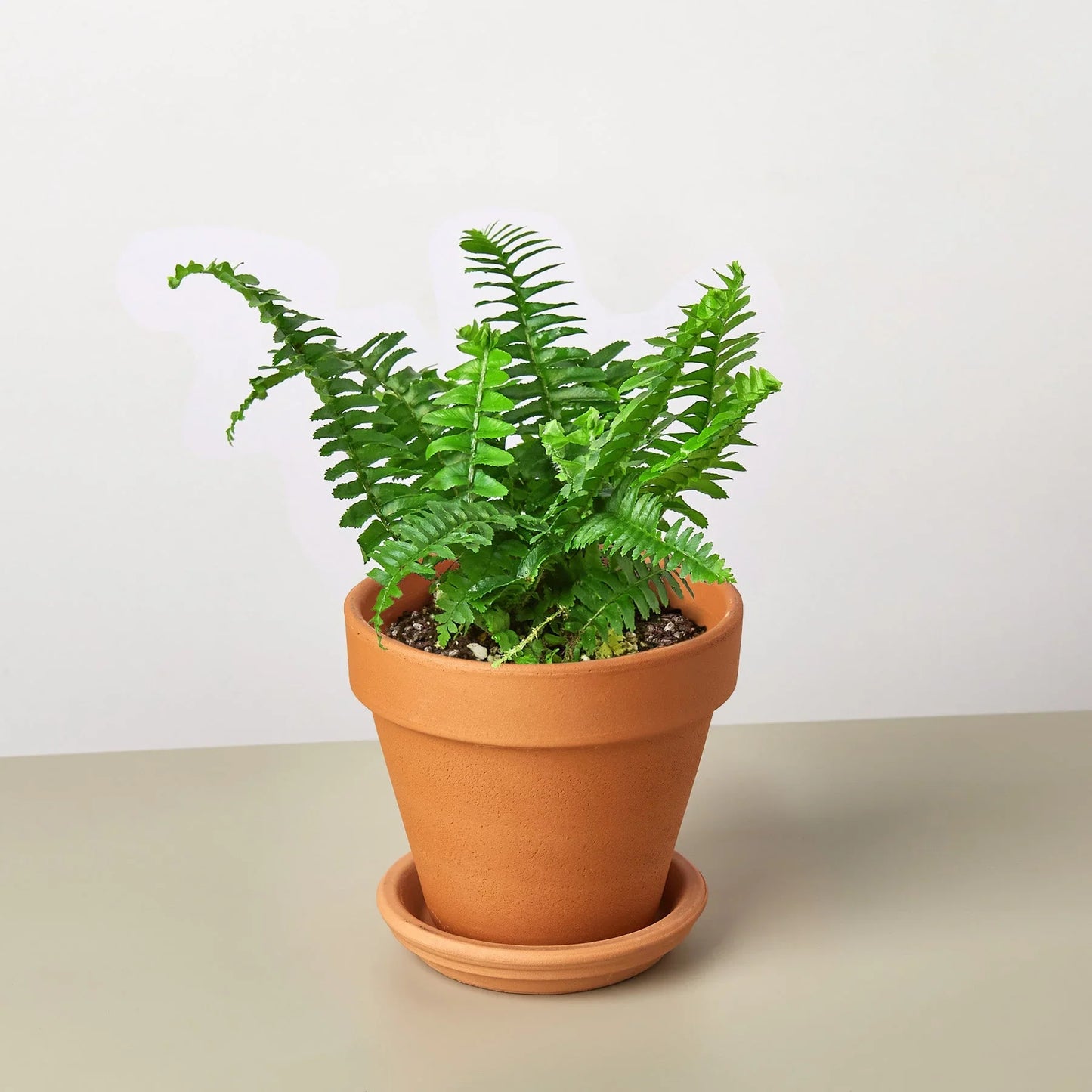 Jester’s Crown Fern – Compact Low-Maintenance Indoor Fern