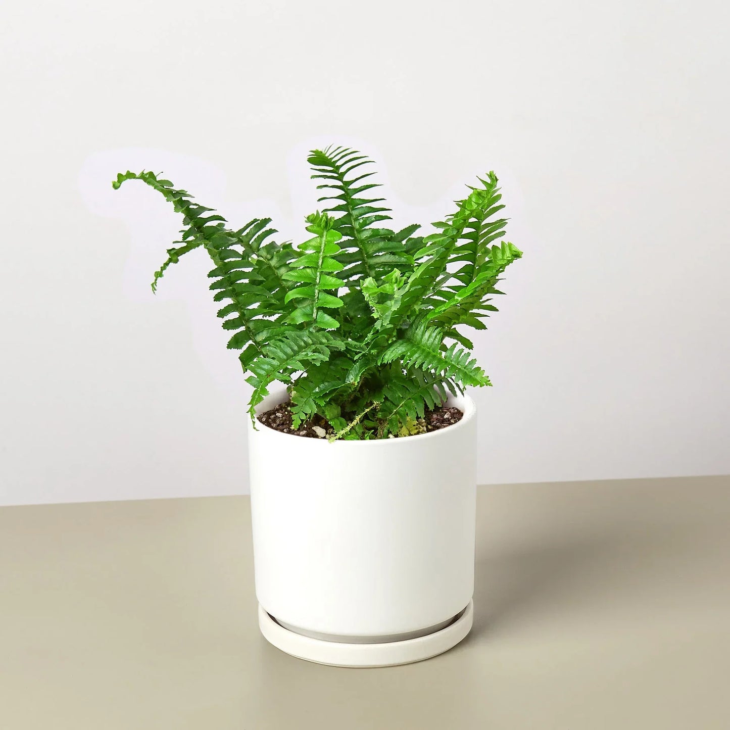 Jester’s Crown Fern – Compact Low-Maintenance Indoor Fern