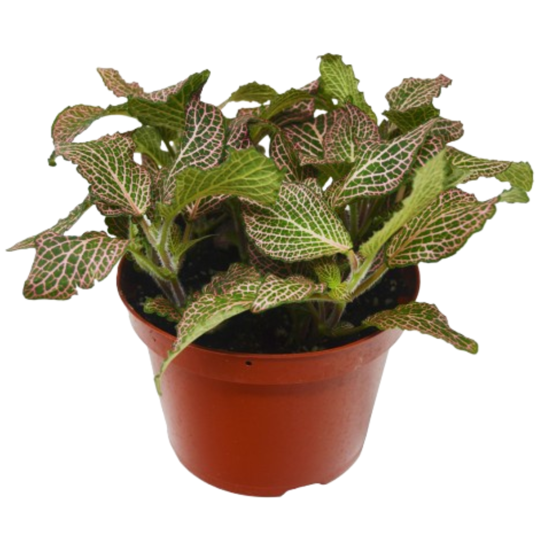 Fittonia ‘Pink’ – Colorful Nerve Plant for Indoor Décor