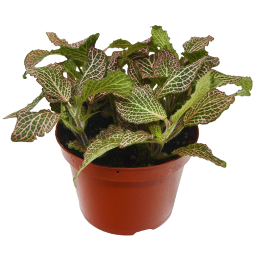 Fittonia ‘Pink’ – Colorful Nerve Plant for Indoor Décor
