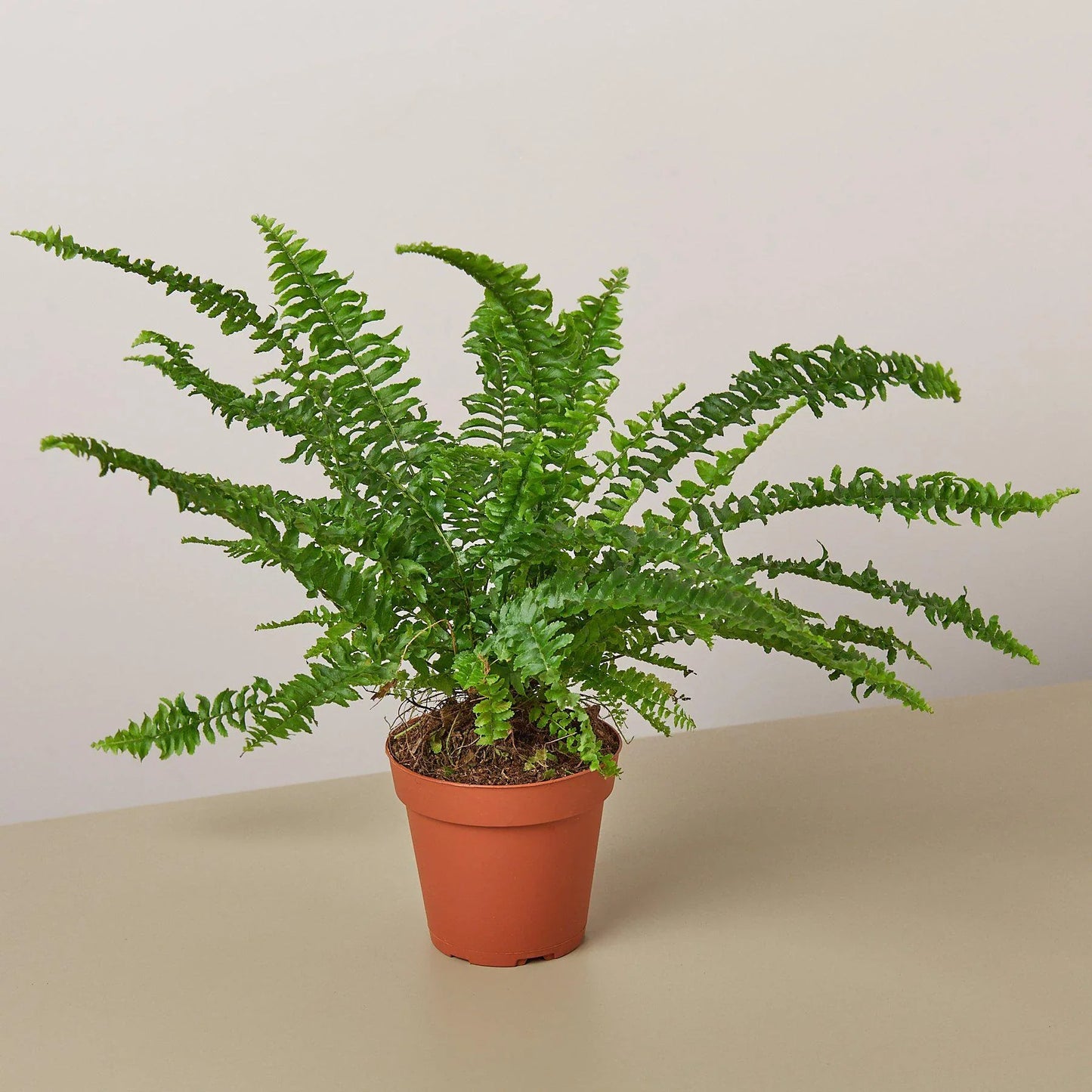 Jester’s Crown Fern – Compact Low-Maintenance Indoor Fern
