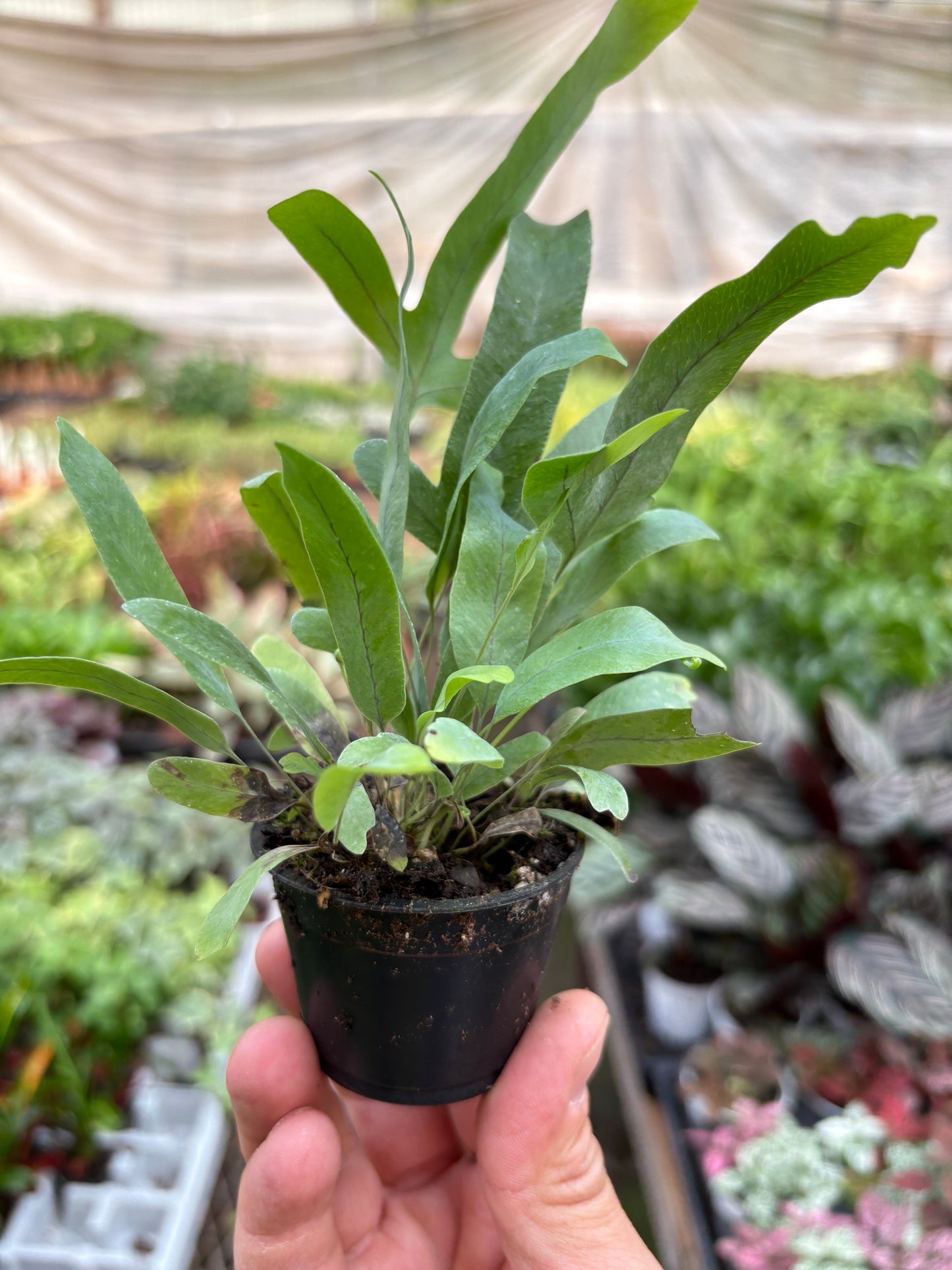 Helecho 'Estrella Azul'