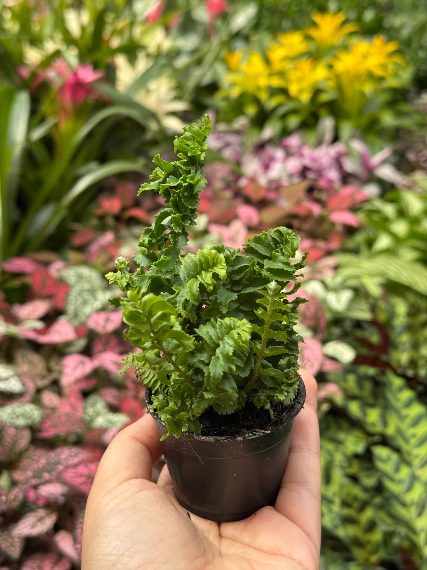 Fern ‘Emina’ – Hardy Low-Maintenance Indoor Plant