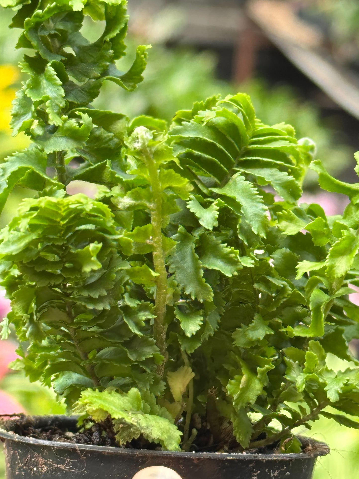 Fern ‘Emina’ – Hardy Low-Maintenance Indoor Plant