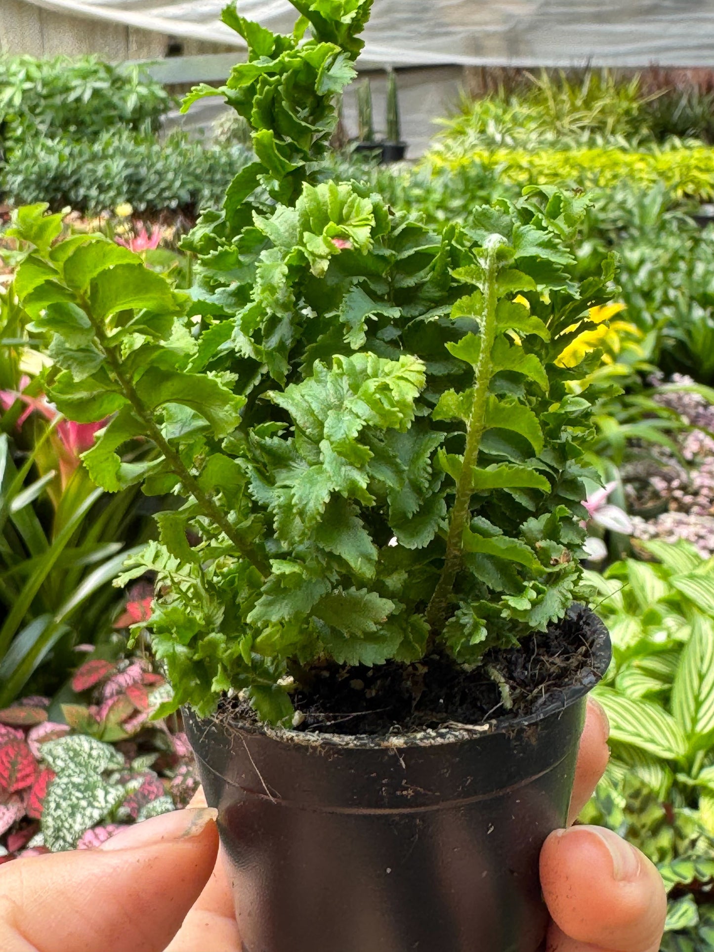 Fern ‘Emina’ – Hardy Low-Maintenance Indoor Plant