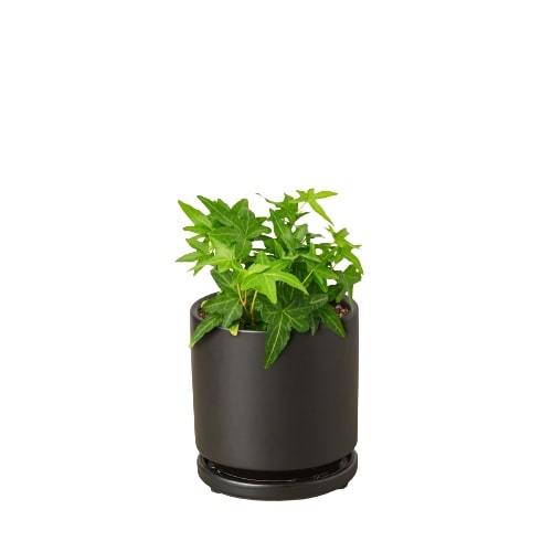 English Ivy ‘Green California’ – Trailing Air-Purifying Indoor Plant
