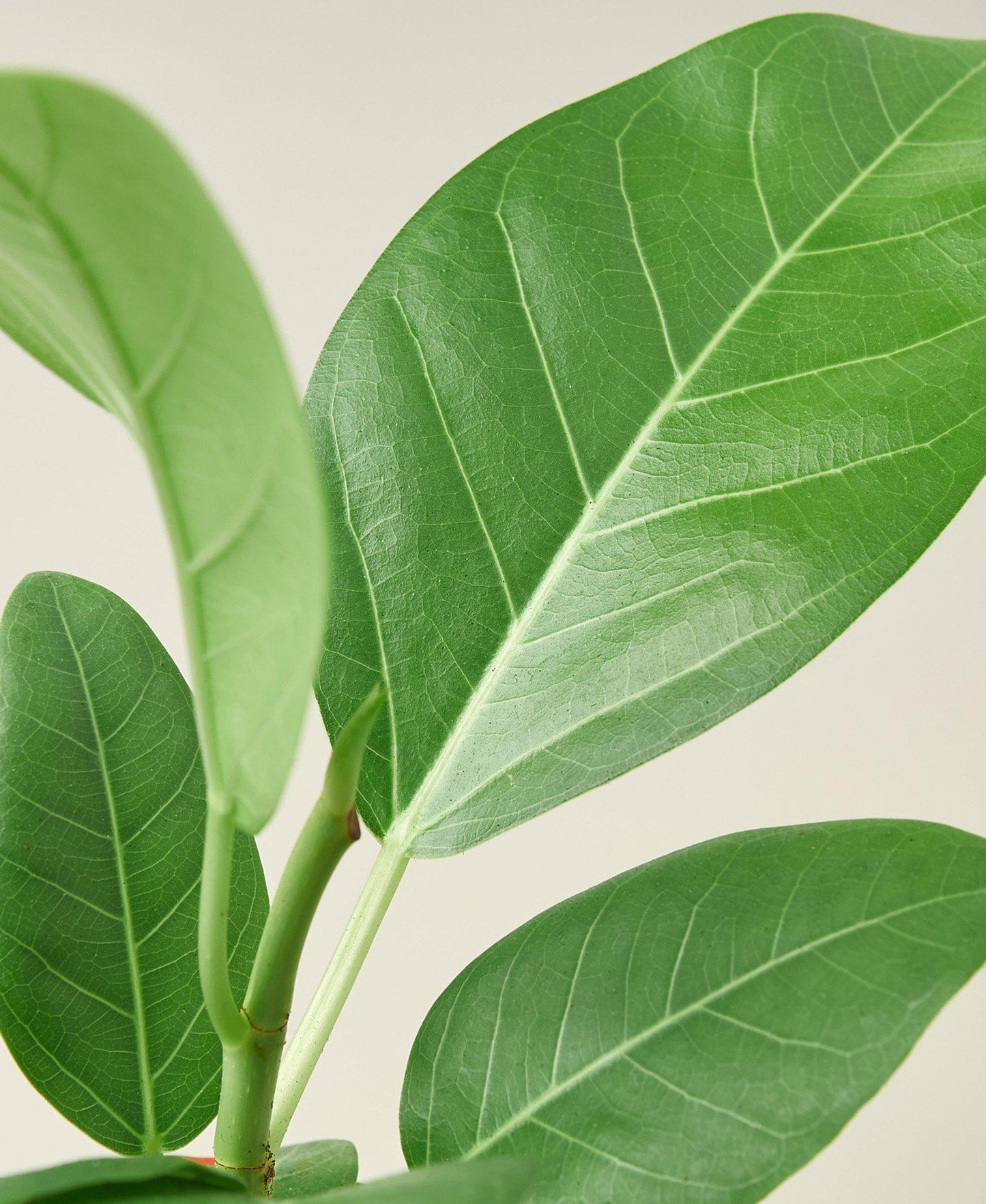 Ficus ‘Audrey’ – Hardy Low-Maintenance Indoor Plant