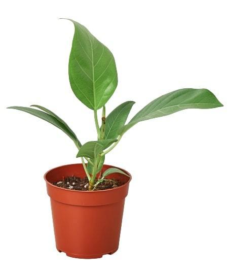 Ficus ‘Audrey’ – Hardy Low-Maintenance Indoor Plant