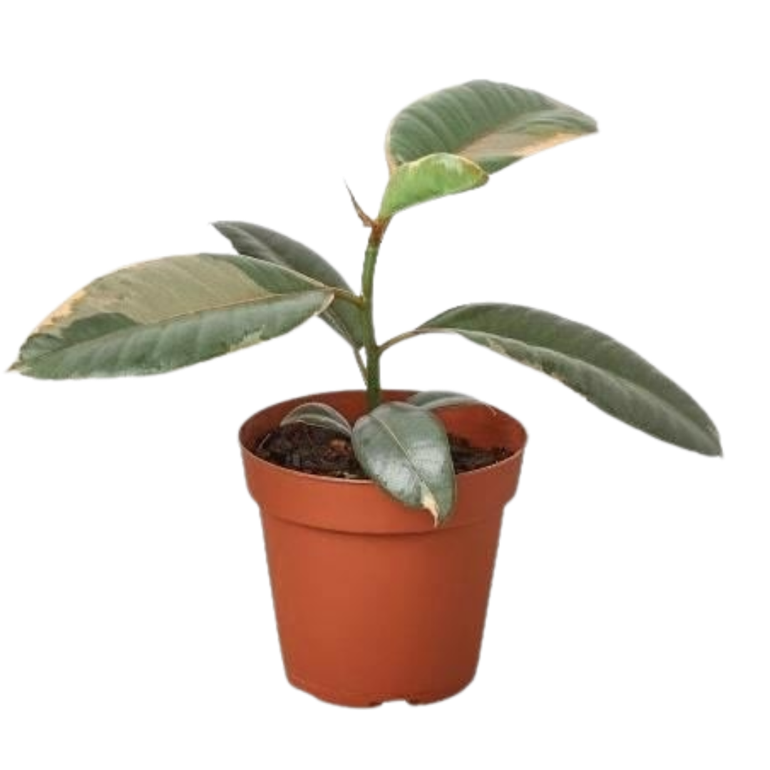 Ficus Elastica 'Rosa Rubí' - Maceta de 4"
