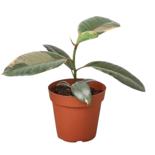 نبات Ficus Elastica 'Ruby Pink' - أصيص مقاس 4 بوصة