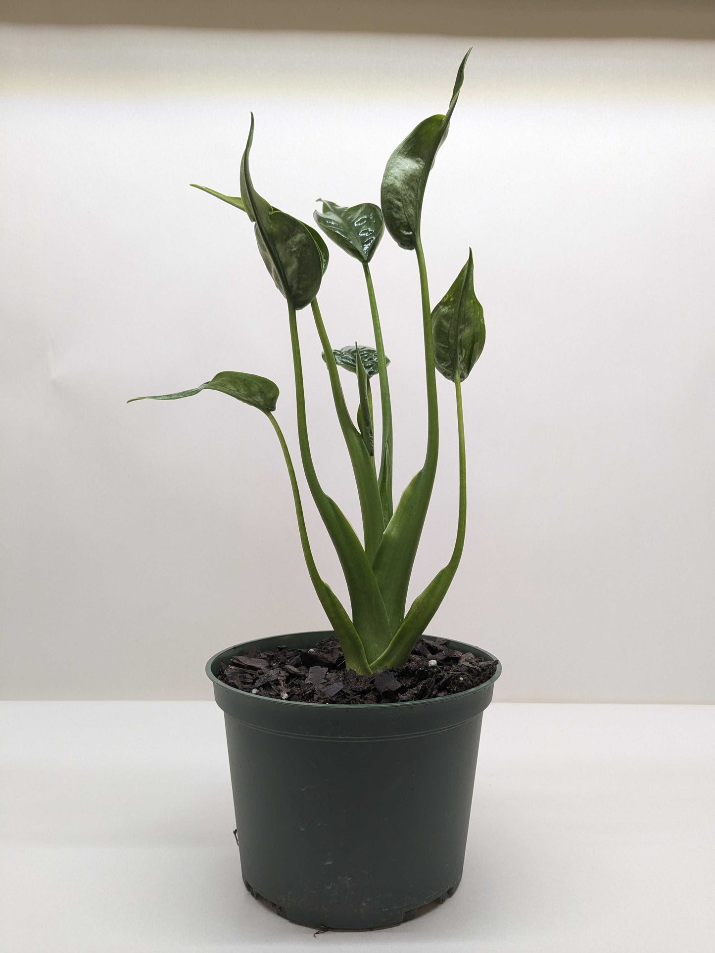 Alocasia ‘Tiny Dancer’ – Rare Compact Tropical Indoor Plant