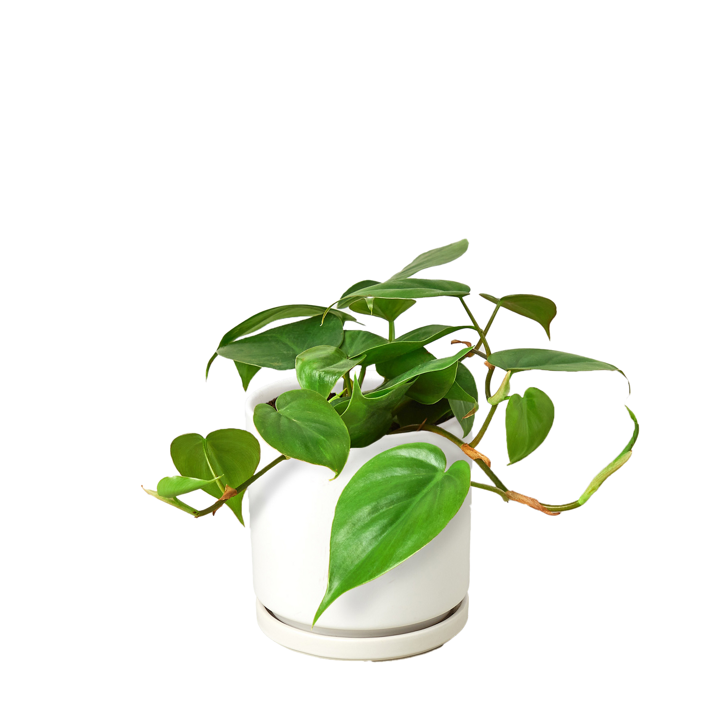 Filodendro Cordatum Hoja De Corazón 