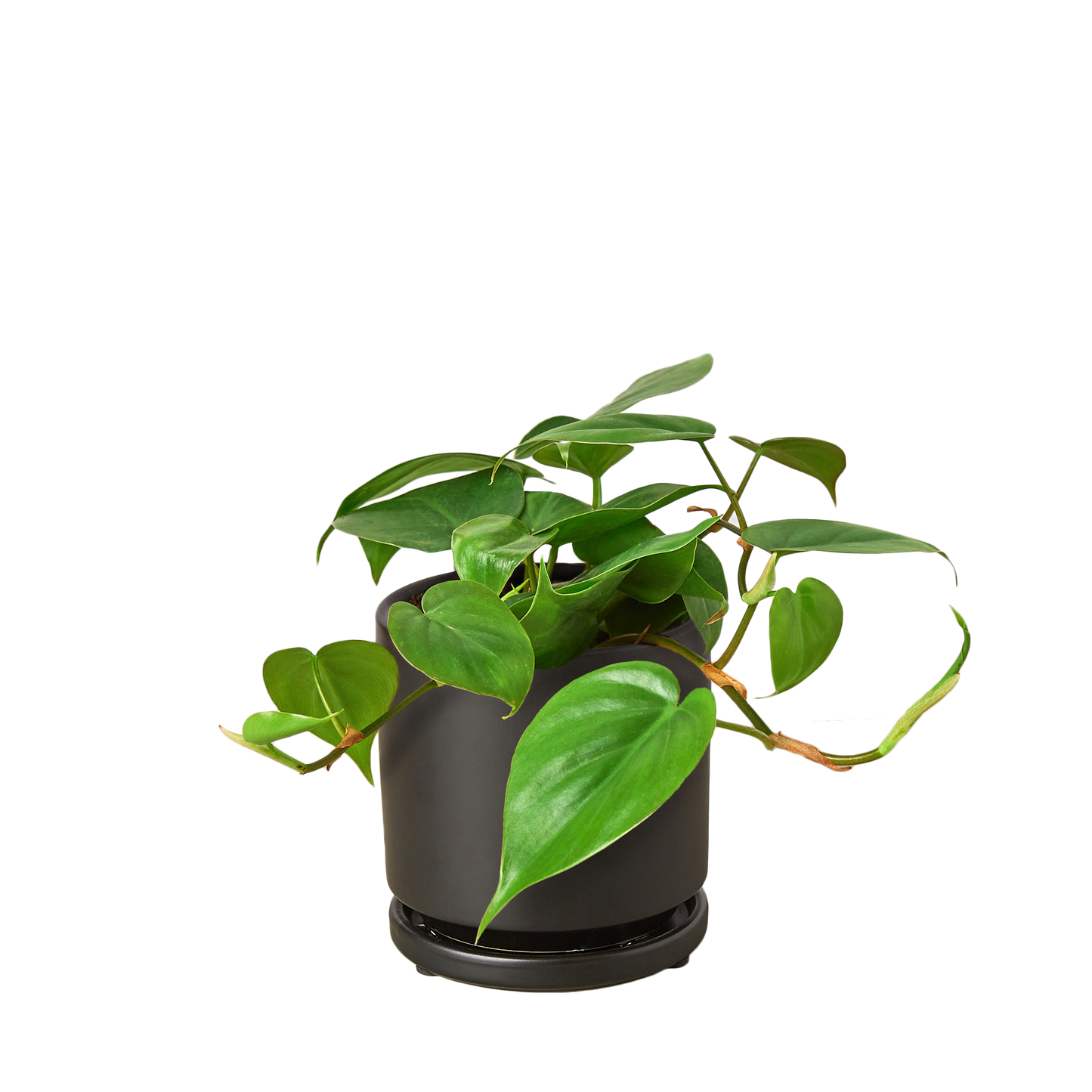 Filodendro Cordatum Hoja De Corazón 