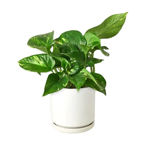 Pothos ‘Golden’ – Classic Low-Maintenance Trailing Indoor Plant
