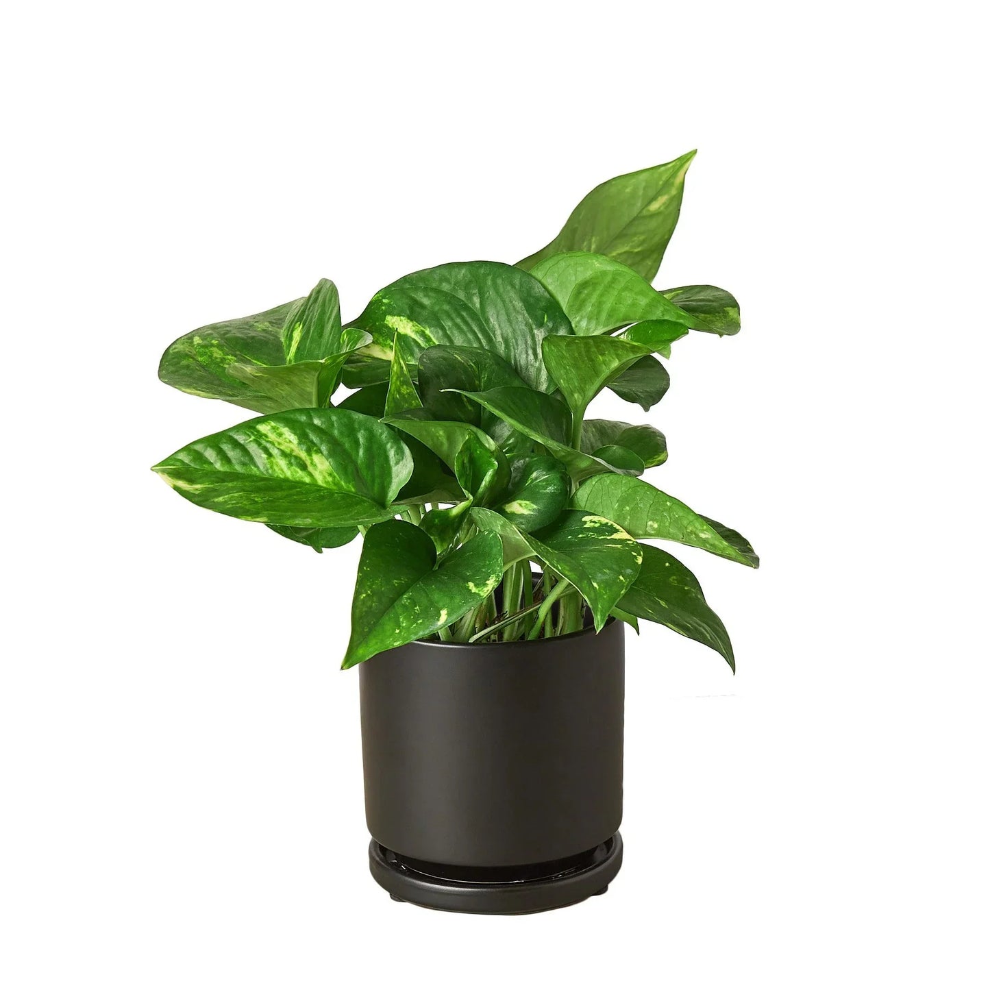 Pothos ‘Golden’ – Classic Low-Maintenance Trailing Indoor Plant
