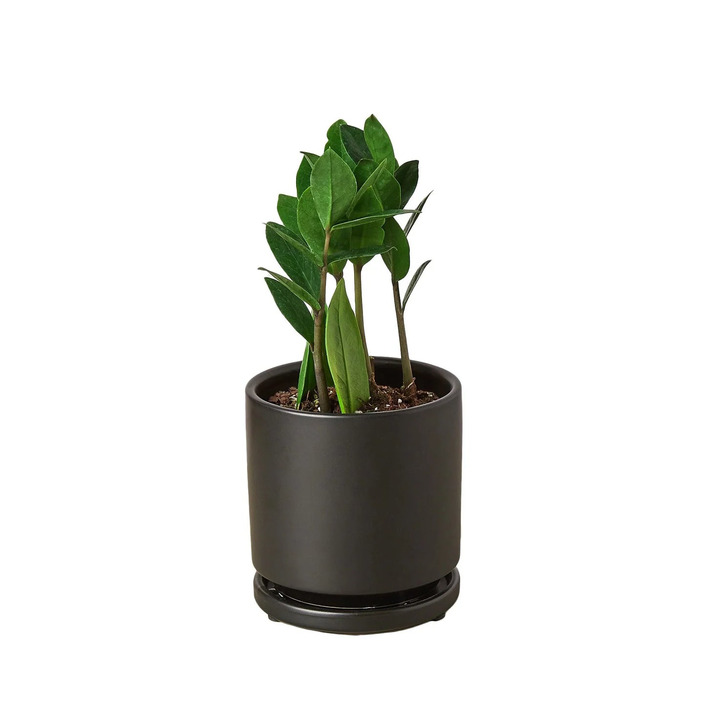 ZZ Plant (Zamioculcas Zamiifolia) – Hardy Low-Light Indoor Houseplant