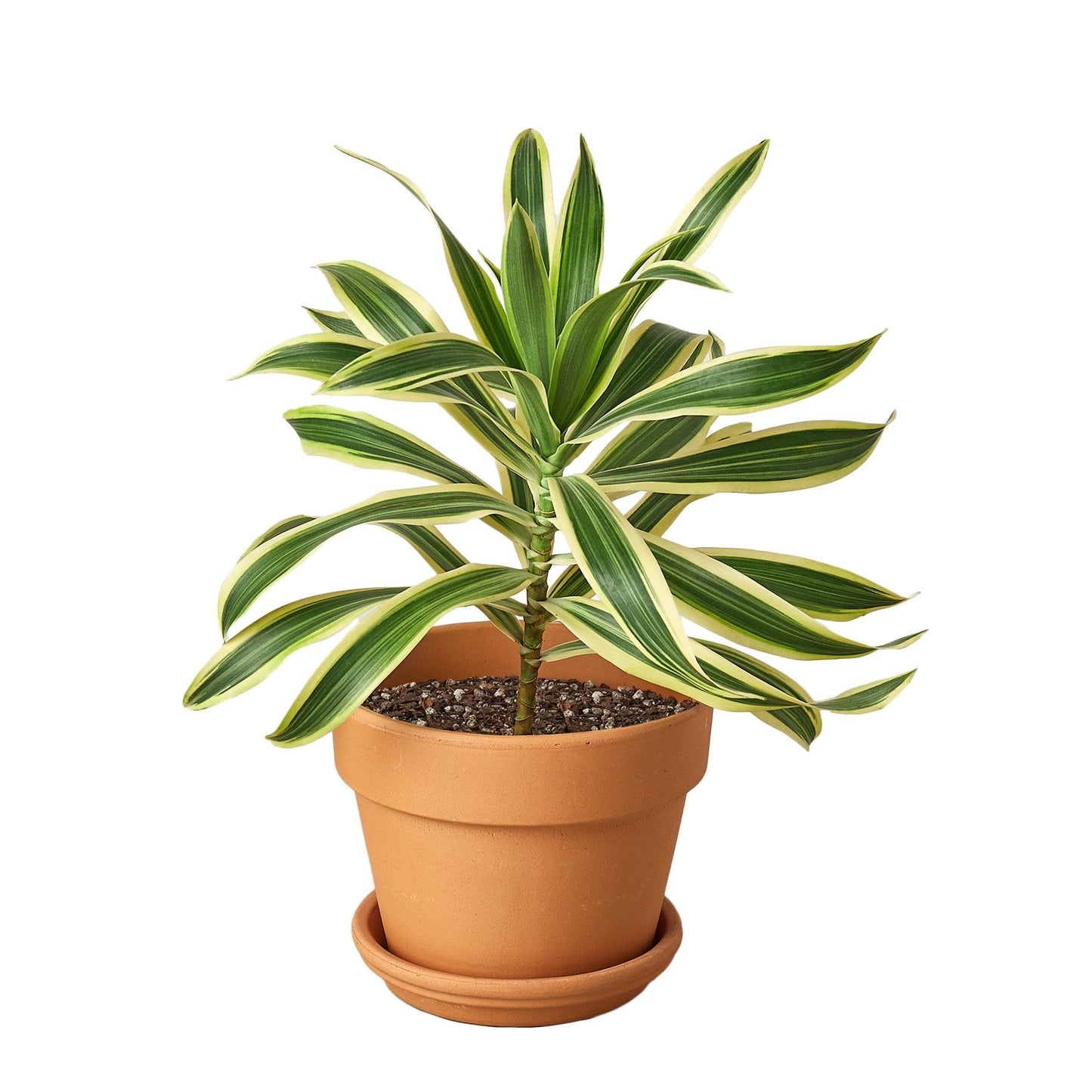 Dracaena 'Canción de la India' 