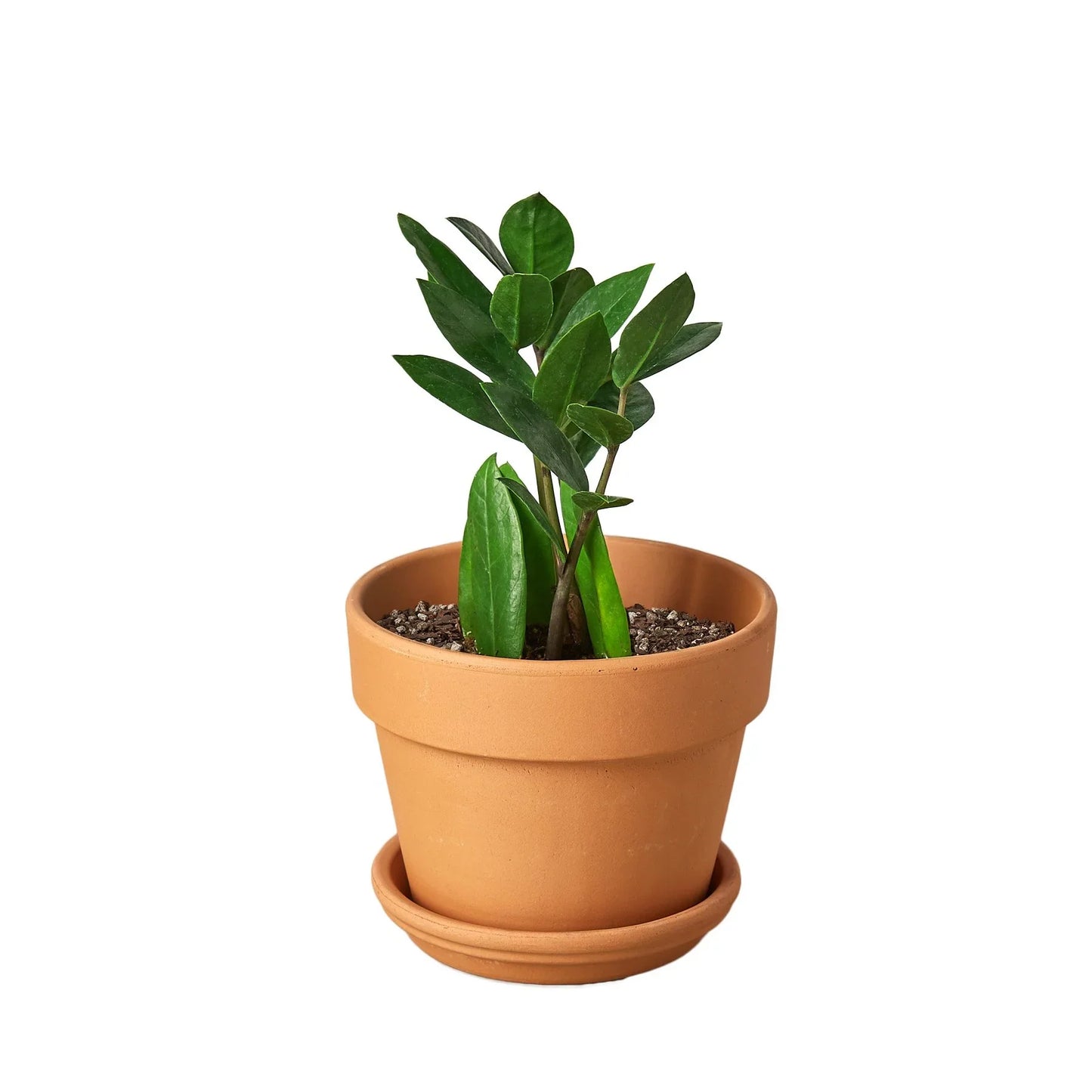 ZZ Plant (Zamioculcas Zamiifolia) – Hardy Low-Light Indoor Houseplant