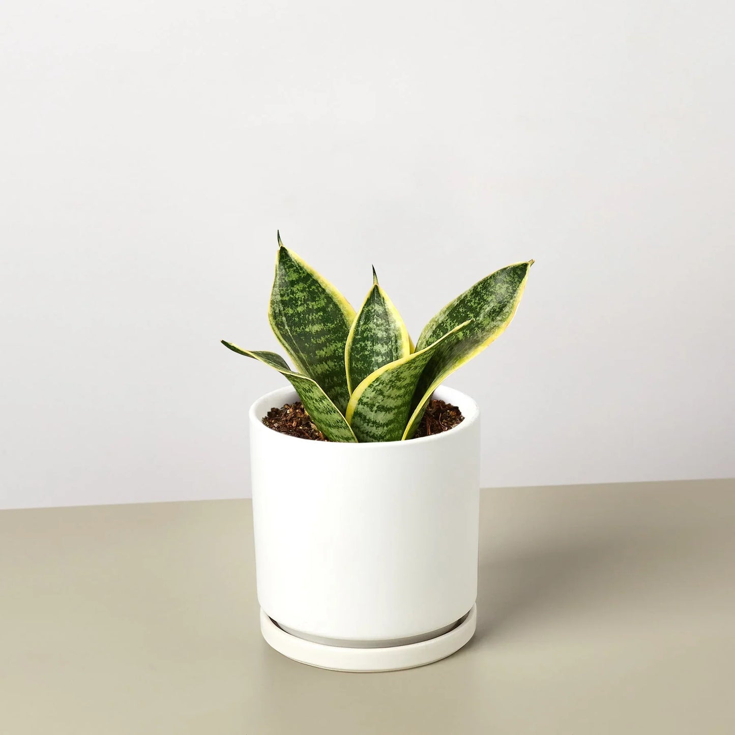 Planta Serpiente Laurentii Enana