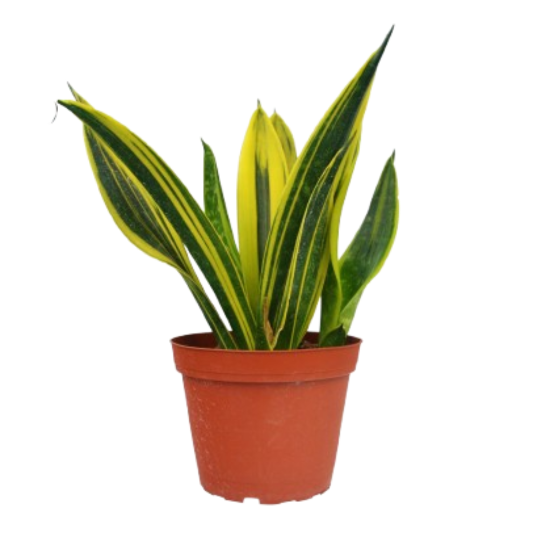 Snake Plant ‘Gold Flame’ – Bright Foliage Easy-Care Indoor Plant