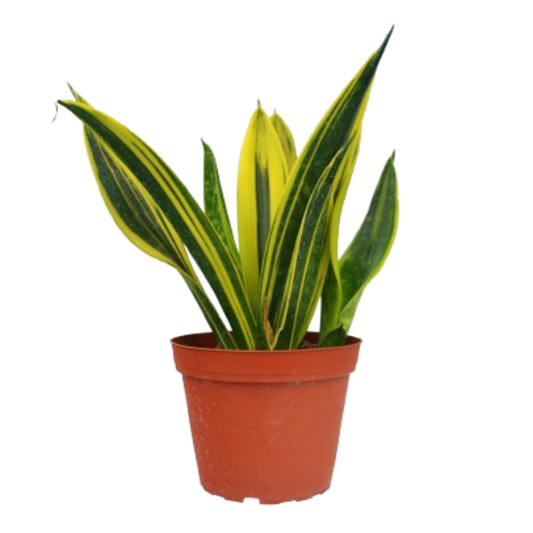Snake Plant ‘Gold Flame’ – Bright Foliage Easy-Care Indoor Plant