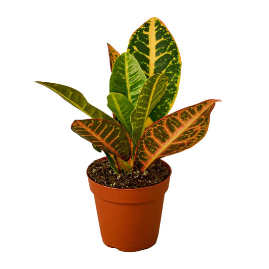 Croton Petra ‘Joseph’s Coat’ – Colorful Foliage Tropical Houseplant