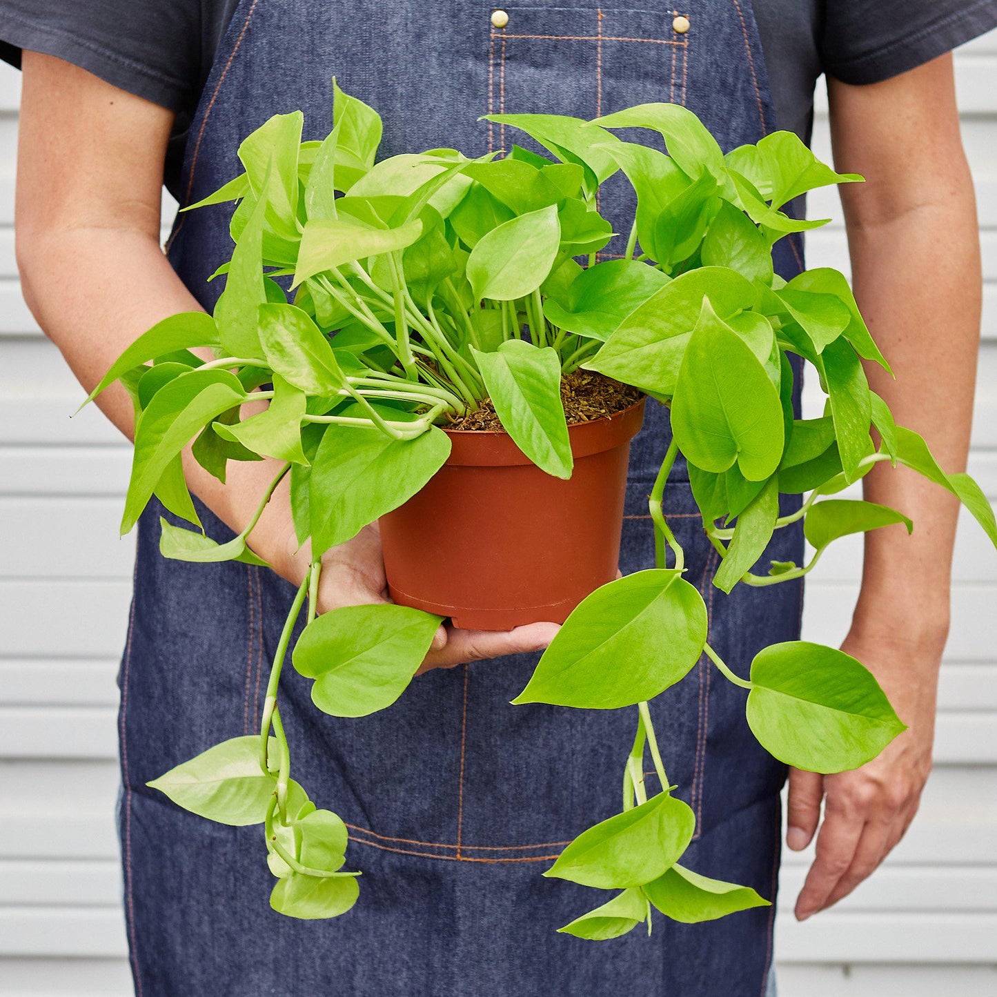 Pothos ‘Neon’ – Bright Easy-Care Trailing Indoor Plant