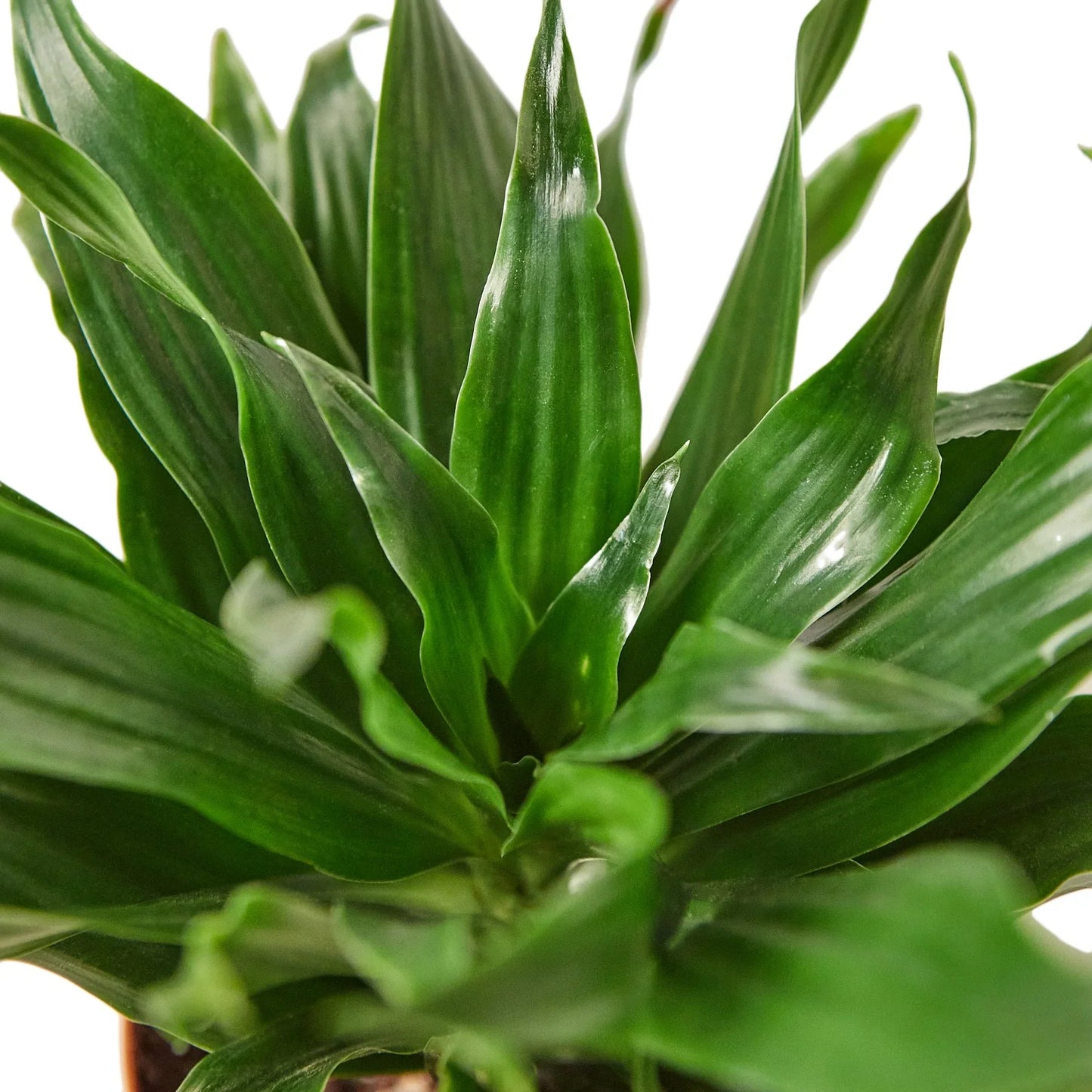 Dracena 'Janet Craig' 
