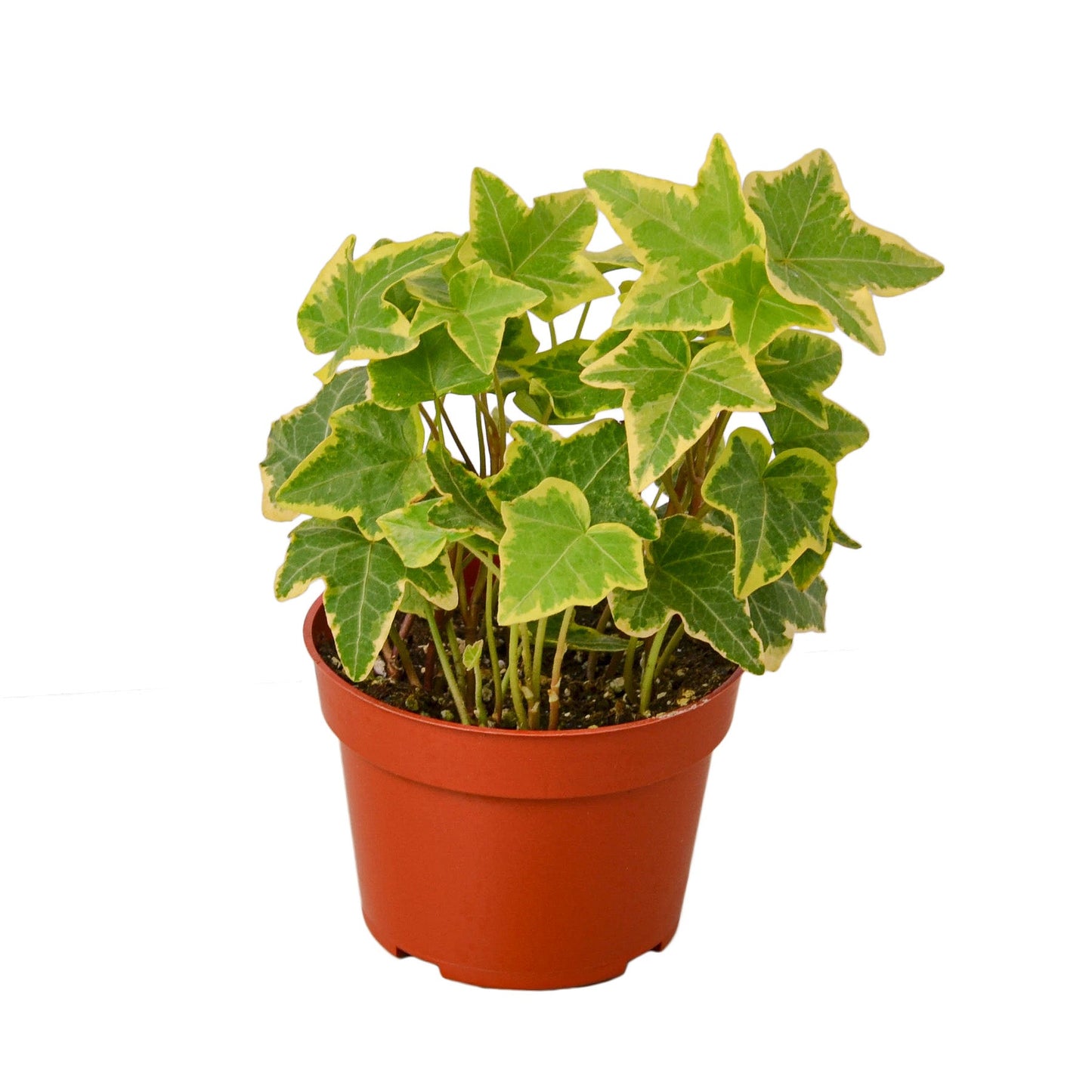 English Ivy ‘Gold Child’ – Variegated Trailing Houseplant