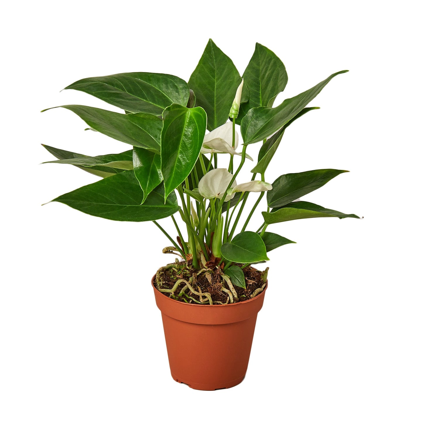 Anthurium ‘White’ – Elegant Flowering Tropical Indoor Plant