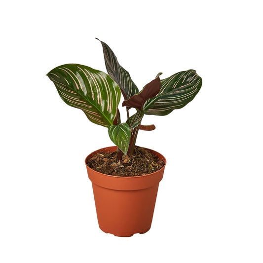 Calathea 'Ornata' 