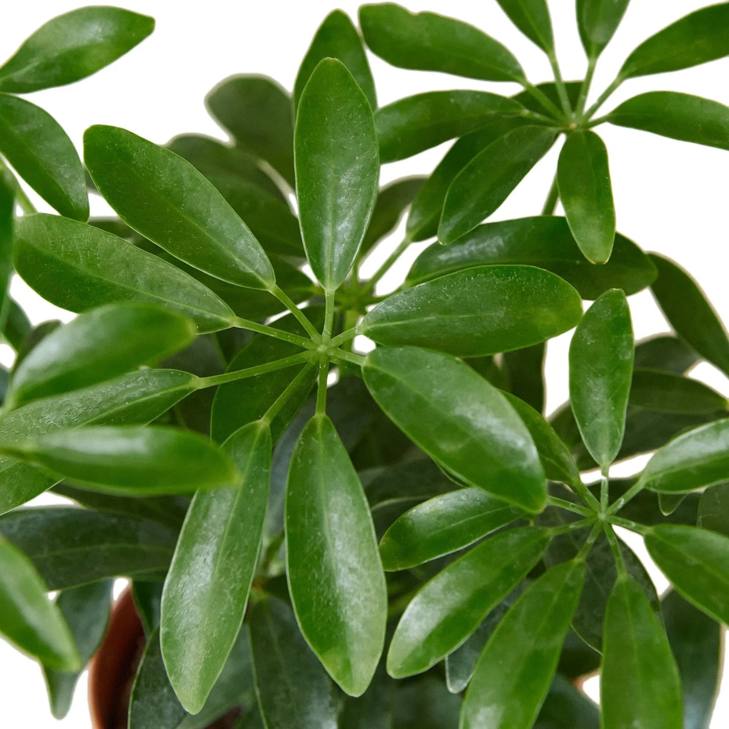 Schefflera Arboricola 'Paraguas' 