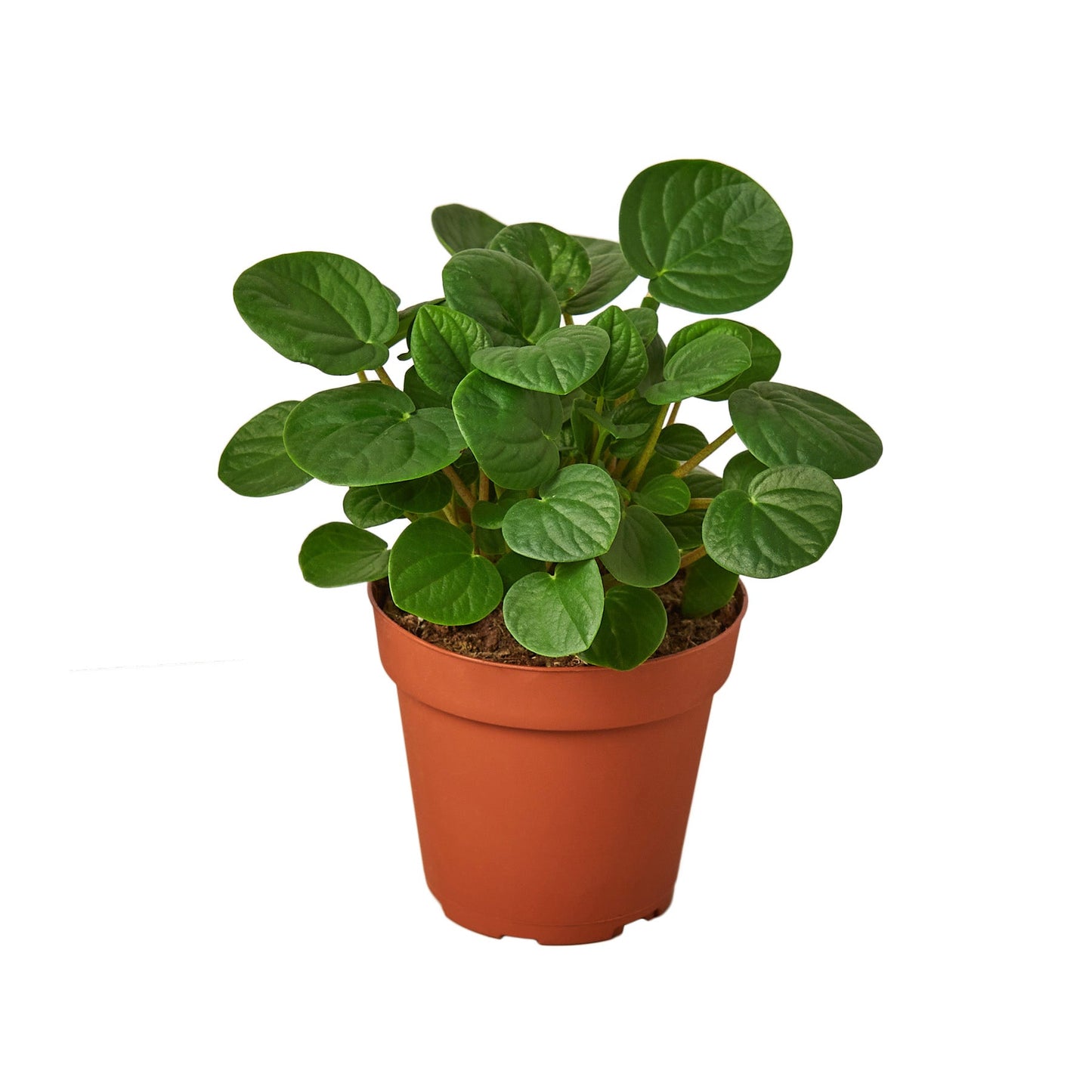 Peperomia ‘Rana Verde’ – Compact Easy-Care Indoor Plant