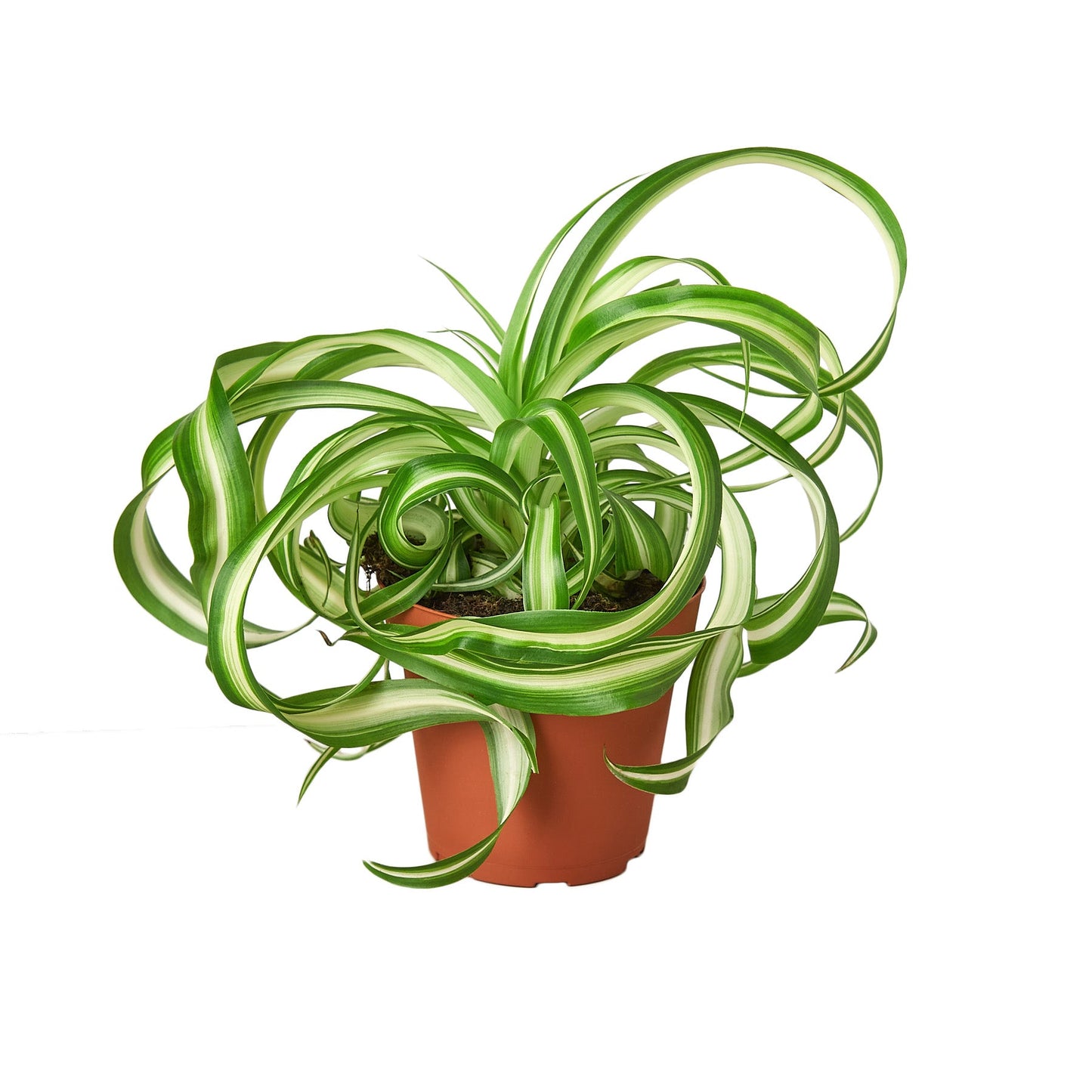 Spider Plant ‘Bonnie’ – Curly Variegated Air-Purifying Houseplant