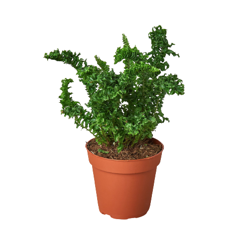 Curly Boston Fern