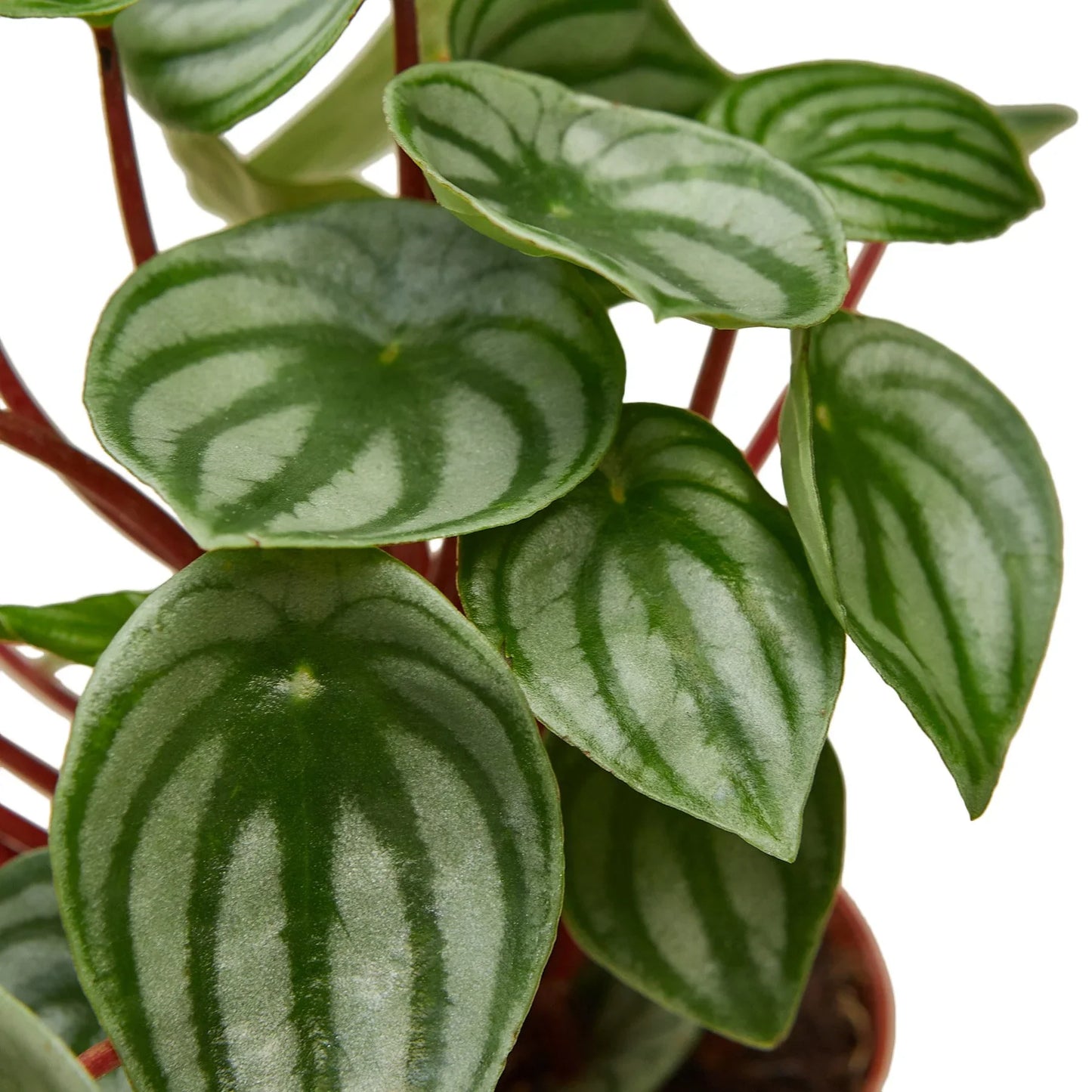 Peperomia Sandía